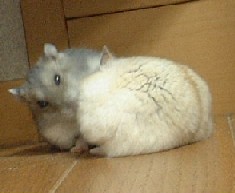 -ͤäƤФ