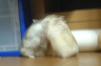 -󤫡