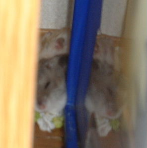 -ȤǤ䤹