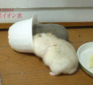 -Ʀ礦