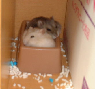 -ȥ˲ͤΡ