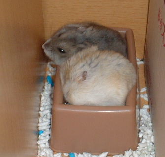-ϤΥȥǤ